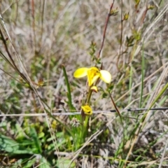 Diuris chryseopsis (Golden Moth) at Isaacs Ridge - 16 Sep 2023 by Mike