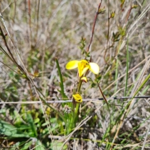 Diuris chryseopsis at Jerrabomberra, ACT - suppressed