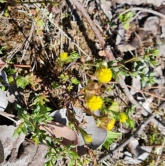 Triptilodiscus pygmaeus (Annual Daisy) at Jerrabomberra, ACT - 16 Sep 2023 by Mike