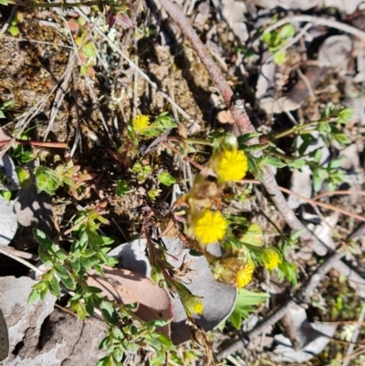 Triptilodiscus pygmaeus (Annual Daisy) at Jerrabomberra, ACT - 16 Sep 2023 by Mike