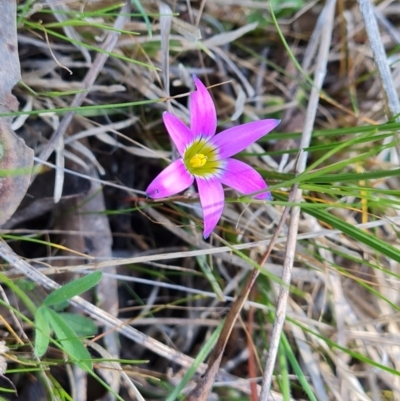 Romulea rosea var. australis (Onion Grass) at Isaacs Ridge and Nearby - 16 Sep 2023 by Mike