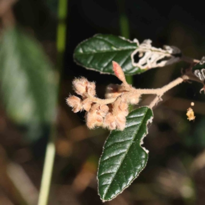 Pomaderris sp. at Bruce Ridge - 16 Sep 2023 by ConBoekel