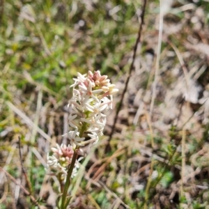 Stackhousia monogyna at Gilmore, ACT - 16 Sep 2023 12:59 PM