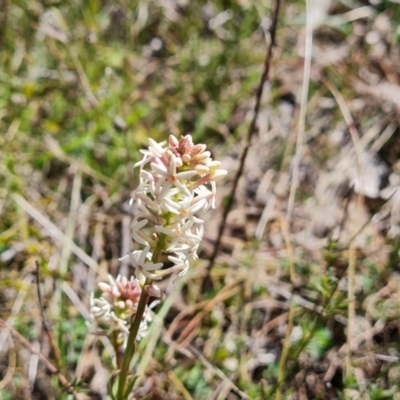 Stackhousia monogyna (Creamy Candles) at Gilmore, ACT - 16 Sep 2023 by Mike