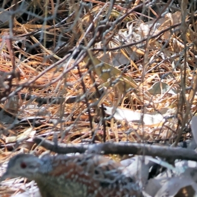 Turnix varius (Painted Buttonquail) at Wodonga, VIC - 15 Sep 2023 by KylieWaldon