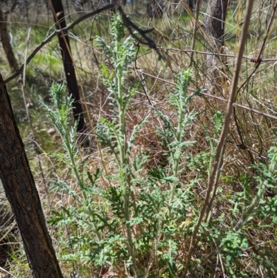 Senecio bathurstianus (Rough Fireweed) at Hackett, ACT - 16 Sep 2023 by HelenCross