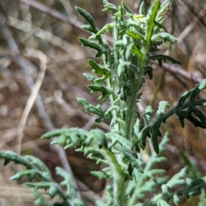 Senecio bathurstianus at Hackett, ACT - 16 Sep 2023 01:14 PM