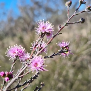 Kunzea parvifolia at Jerrabomberra, ACT - 16 Sep 2023 01:19 PM