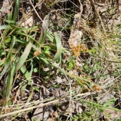 Luzula (genus) (Woodrush) at Jerrabomberra, ACT - 16 Sep 2023 by Mike