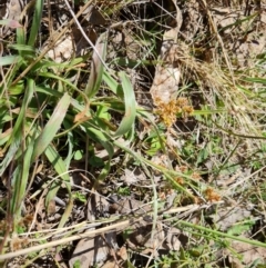 Luzula sp. (Woodrush) at Isaacs Ridge and Nearby - 16 Sep 2023 by Mike