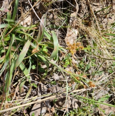 Luzula sp. (Woodrush) at Jerrabomberra, ACT - 16 Sep 2023 by Mike