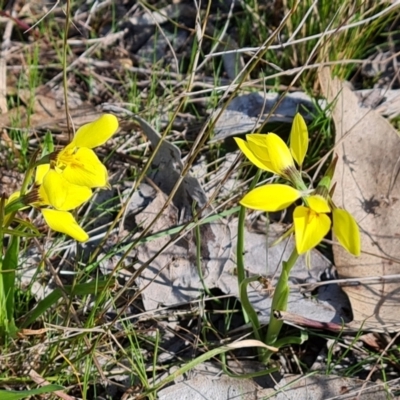 Diuris chryseopsis (Golden Moth) at Isaacs Ridge and Nearby - 16 Sep 2023 by Mike