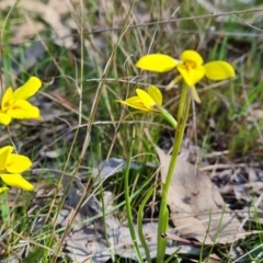 Diuris chryseopsis at Jerrabomberra, ACT - suppressed