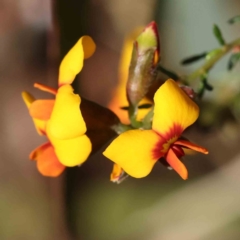 Dillwynia phylicoides (A Parrot-pea) at Bruce Ridge to Gossan Hill - 16 Sep 2023 by ConBoekel