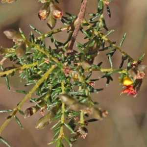 Dillwynia phylicoides at Bruce, ACT - 16 Sep 2023