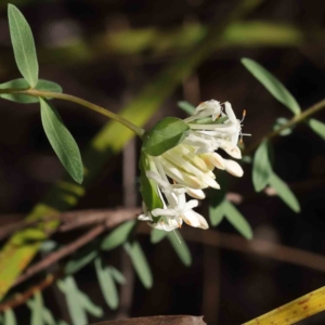 Pimelea linifolia subsp. linifolia at Bruce, ACT - 16 Sep 2023