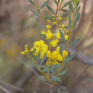 Acacia buxifolia subsp. buxifolia at Bruce, ACT - 16 Sep 2023