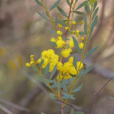 Acacia buxifolia subsp. buxifolia (Box-leaf Wattle) at Bruce Ridge to Gossan Hill - 16 Sep 2023 by ConBoekel