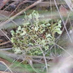 Cladia sp. (genus) at Bruce Ridge - 16 Sep 2023 by ConBoekel