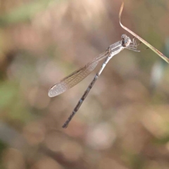 Austrolestes leda (Wandering Ringtail) at Bruce, ACT - 16 Sep 2023 by ConBoekel