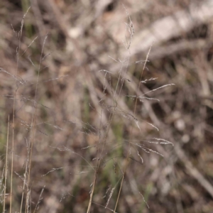 Poa sieberiana at Bruce, ACT - 16 Sep 2023