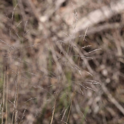 Poa sieberiana (Poa Tussock) at Bruce, ACT - 16 Sep 2023 by ConBoekel