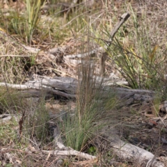 Poa sieberiana at Bruce, ACT - 16 Sep 2023