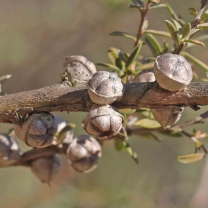 Leptospermum sp. at Bruce, ACT - 16 Sep 2023 10:33 AM