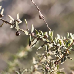 Leptospermum sp. at Bruce, ACT - 16 Sep 2023