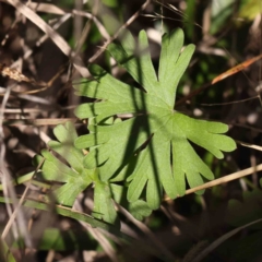 Geranium (genus) (Geranium) at Bruce, ACT - 16 Sep 2023 by ConBoekel