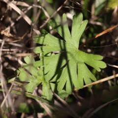 Geranium sp. (Geranium) at Bruce Ridge to Gossan Hill - 16 Sep 2023 by ConBoekel