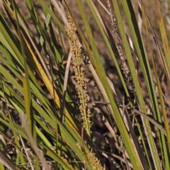 Lomandra longifolia (Spiny-headed Mat-rush, Honey Reed) at Bruce, ACT - 16 Sep 2023 by ConBoekel