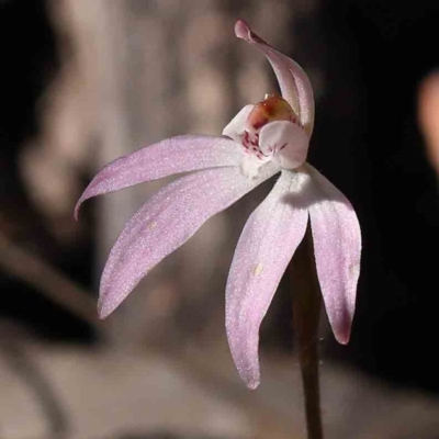 Caladenia fuscata (Dusky Fingers) at Bruce Ridge to Gossan Hill - 16 Sep 2023 by ConBoekel
