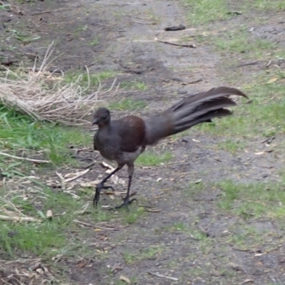 Menura novaehollandiae (Superb Lyrebird) at Mallacoota, VIC - 13 Sep 2023 by AnneG1