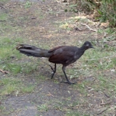 Menura novaehollandiae at Mallacoota, VIC - 13 Sep 2023 03:01 PM