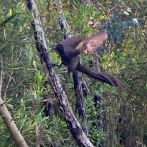 Menura novaehollandiae at Mallacoota, VIC - 13 Sep 2023 03:01 PM