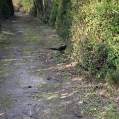 Menura novaehollandiae at Mallacoota, VIC - 13 Sep 2023 03:01 PM