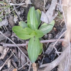 Centaurium sp. (Centaury) at Bruce Ridge to Gossan Hill - 16 Sep 2023 by ConBoekel