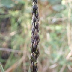 Prasophyllum elatum (Tall Leek Orchid) at Mallacoota, VIC - 13 Sep 2023 by AnneG1