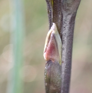 Prasophyllum elatum at Mallacoota, VIC - suppressed