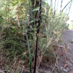 Prasophyllum elatum at Mallacoota, VIC - suppressed