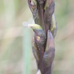 Prasophyllum elatum at Mallacoota, VIC - suppressed