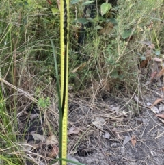 Prasophyllum elatum at Mallacoota, VIC - suppressed