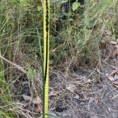 Prasophyllum elatum at Mallacoota, VIC - 13 Sep 2023