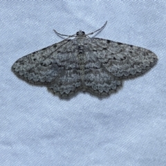 Psilosticha absorpta (Fine-waved Bark Moth) at Jerrabomberra, NSW - 15 Sep 2023 by Steve_Bok