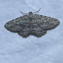 Psilosticha absorpta (Fine-waved Bark Moth) at Jerrabomberra, NSW - 16 Sep 2023 by Steve_Bok