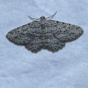 Psilosticha absorpta at Jerrabomberra, NSW - 16 Sep 2023