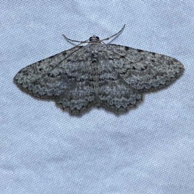Psilosticha absorpta (Fine-waved Bark Moth) at Jerrabomberra, NSW - 16 Sep 2023 by Steve_Bok