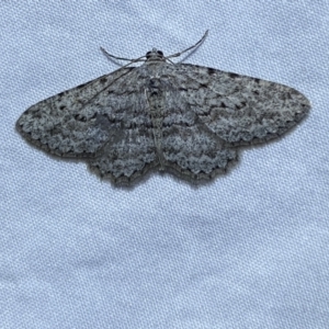 Psilosticha absorpta at Jerrabomberra, NSW - 16 Sep 2023