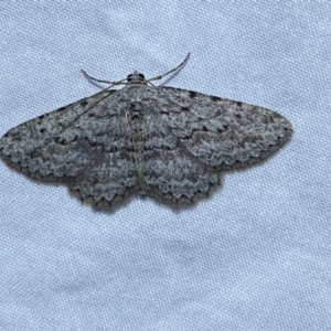 Psilosticha absorpta at Jerrabomberra, NSW - 16 Sep 2023